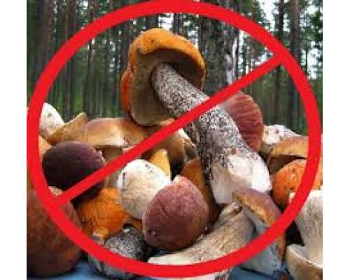 Як уникнути отруєння грибами