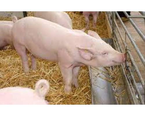 Африканська чума свиней – транскордонне захворювання.